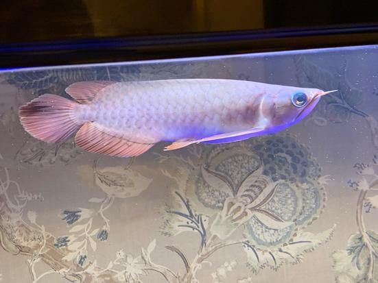紅龍魚腮部發色有哪些品種，紅龍魚腮部發色及種詳解
