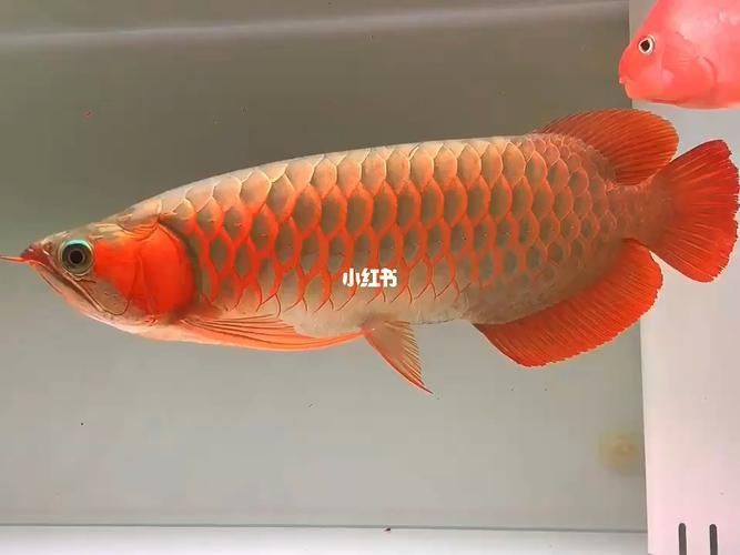 張家口龍魚的價格是多少？，張家口龍魚價格走勢如何，性價比高的龍魚價格是多少