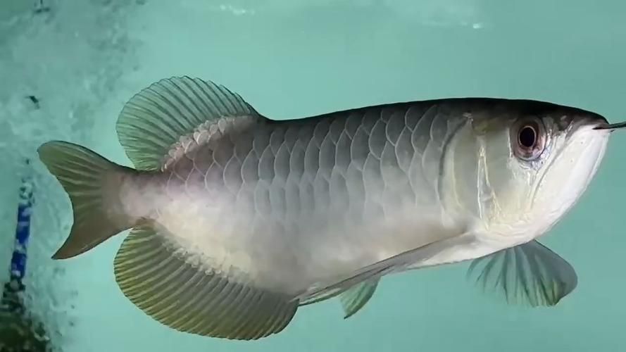 什么叫過背金龍魚圖，過背金龍魚的價格是多少