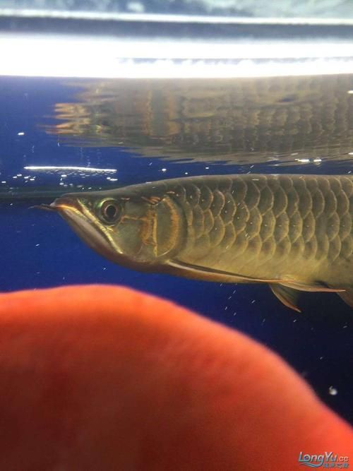 什么叫過背金龍魚圖，過背金龍魚的價格是多少