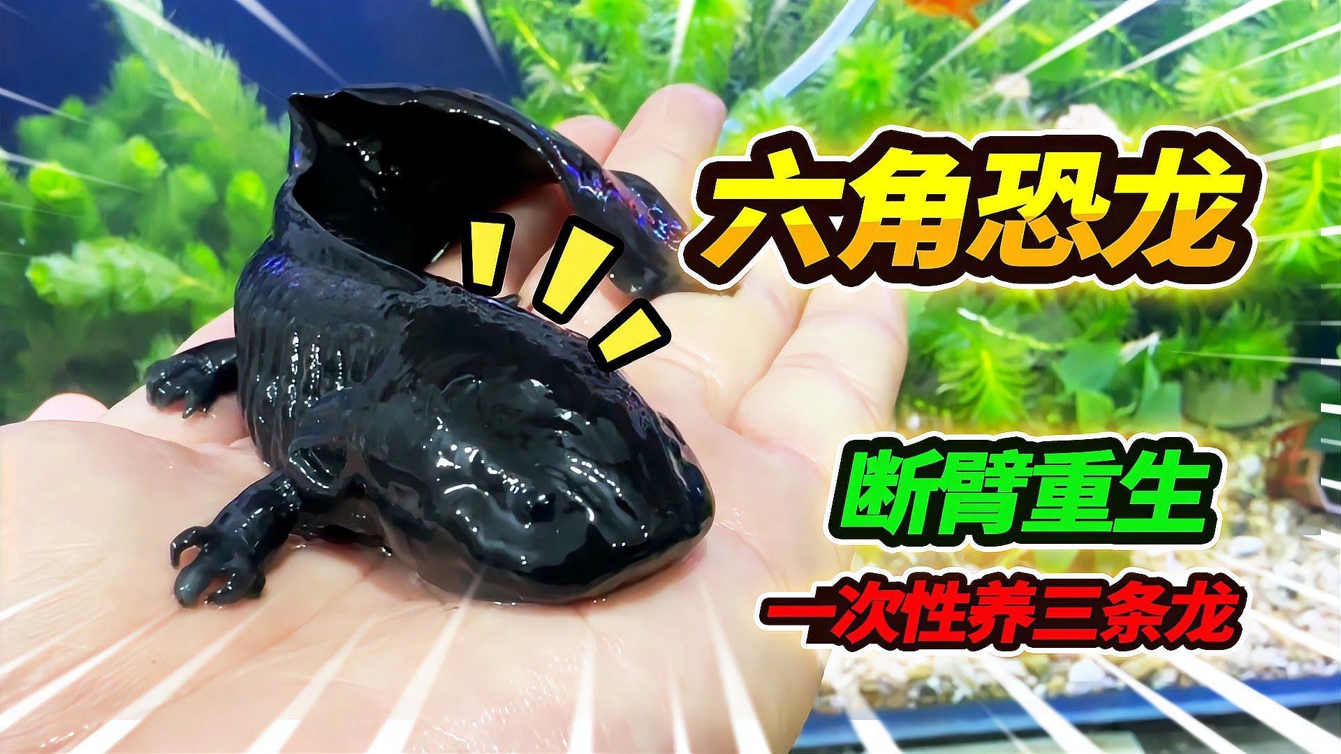 六角龍魚(yú)的再生能力有多強(qiáng)？，六角龍魚(yú)再生能力與哪些基因有關(guān)六角龍魚(yú)再生能力與哪些基因有關(guān)