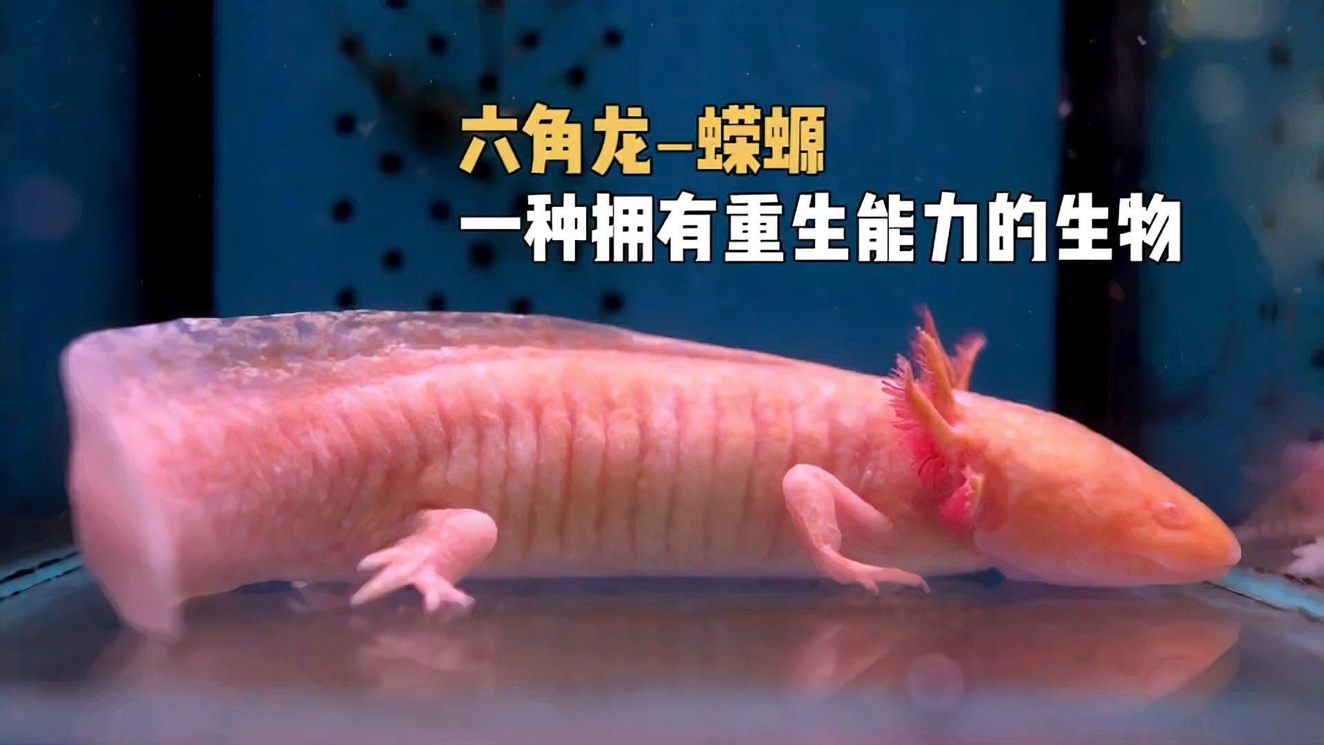 六角龍魚(yú)的再生能力有多強(qiáng)？，六角龍魚(yú)再生能力與哪些基因有關(guān)六角龍魚(yú)再生能力與哪些基因有關(guān)