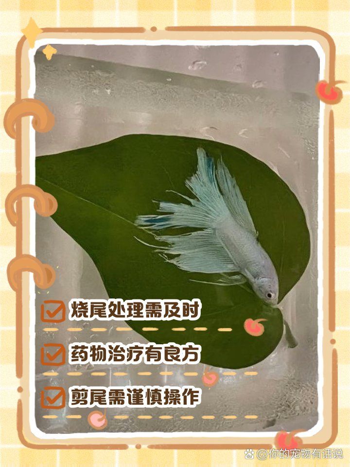 有哪些藥物可以治療燒尾，斗魚燒尾如何處理