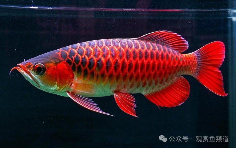 紅金龍魚的市場價格波動大嗎，紅金龍魚價格波動大嗎