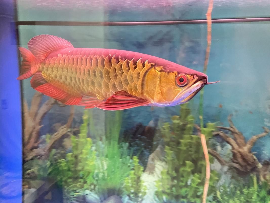 1000萬金龍魚圖片，1000萬金龍魚圖片展示一系列珍貴的金龍魚圖片 1000萬金龍魚圖片，1000萬金龍魚圖片展示一系列珍貴的金龍魚圖片 龍魚百科 第19張