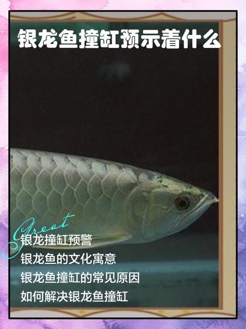 如何判斷龍魚撞缸是否嚴(yán)重，arxiv論文助手arxiv論文助手判斷龍魚撞缸是否嚴(yán)重