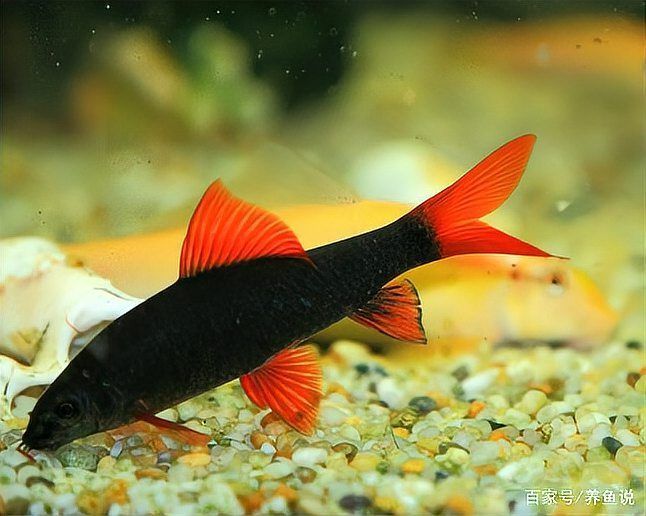 如何判斷龍魚撞缸是否嚴(yán)重，arxiv論文助手arxiv論文助手判斷龍魚撞缸是否嚴(yán)重