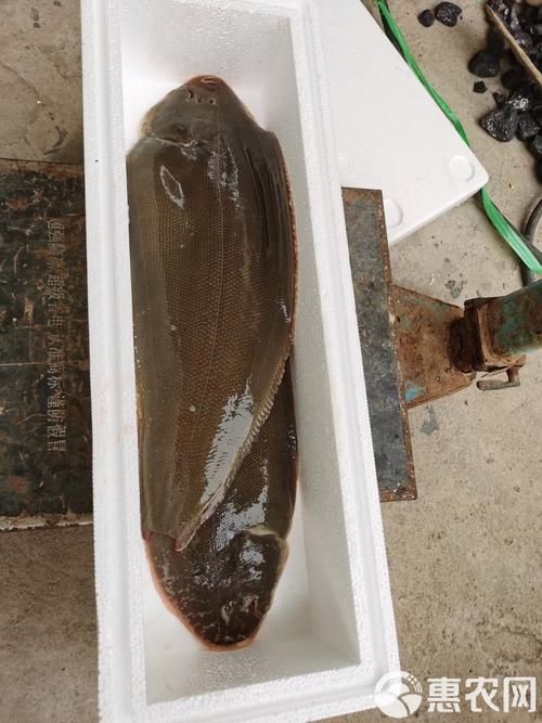 小龍魚的市場價格是多少？，小龍魚的價格一般多少錢？