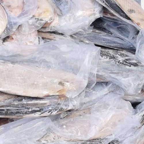 小龍魚的市場價格是多少？，小龍魚的價格一般多少錢？