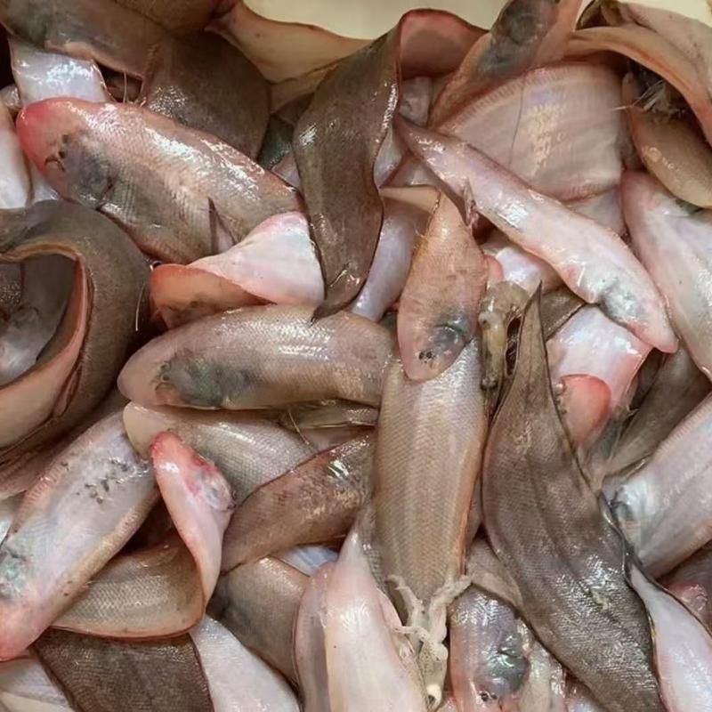 小龍魚的市場價格是多少？，小龍魚的價格一般多少錢？