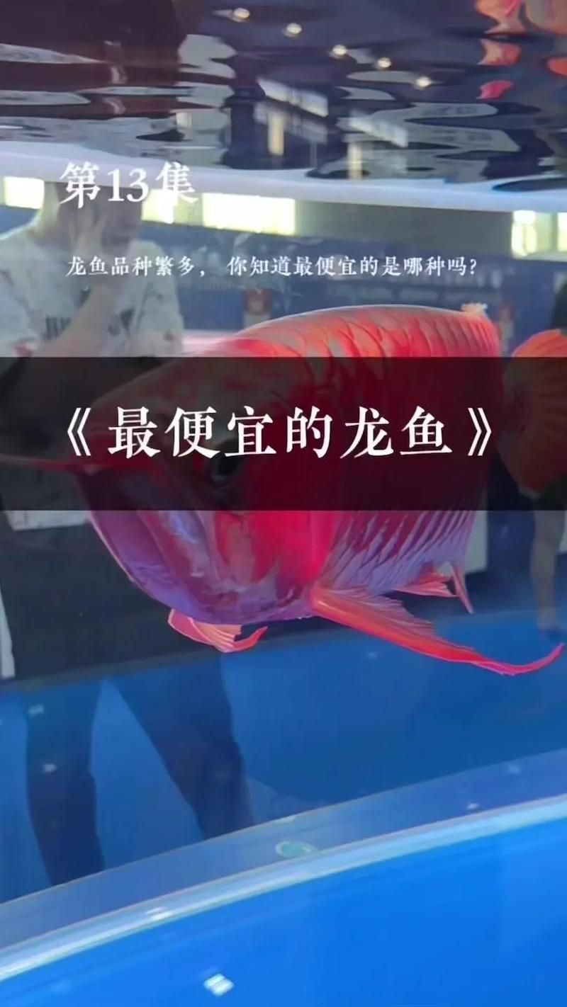 定州龍魚的價格是多少？，定州常見龍魚品種及種及與價格對照表