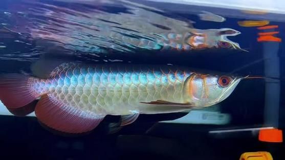 如何判斷過背龍魚是否性成熟，如何判斷過背龍魚性成熟 如何判斷過背龍魚是否性成熟，如何判斷過背龍魚性成熟 龍魚百科 第9張