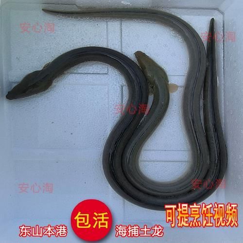 哪里可以購買到新鮮的杜龍魚？，如何辨別杜龍魚是否新鮮？