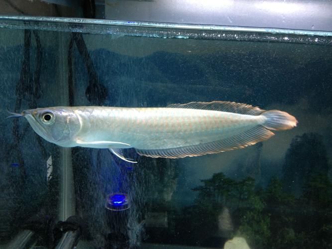 如何鑒別真假白金龍魚？，白金龍魚真?zhèn)舞b別