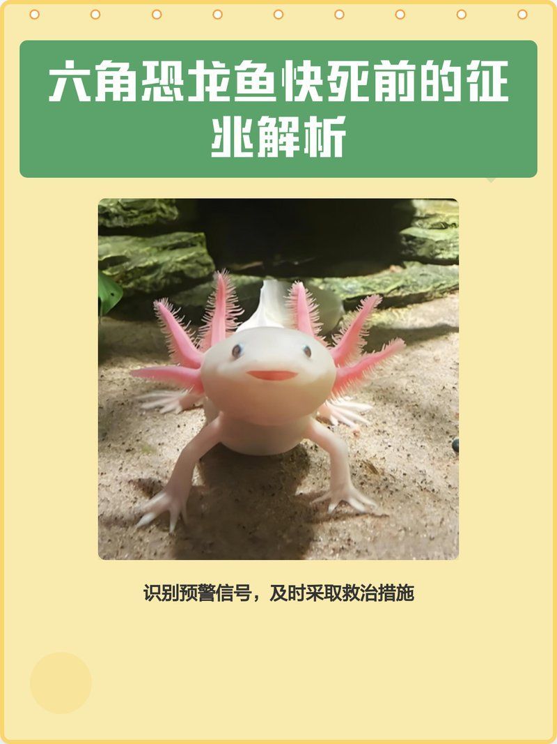 六角恐龍魚生病后多久會死？，六角恐龍魚快死前的征兆
