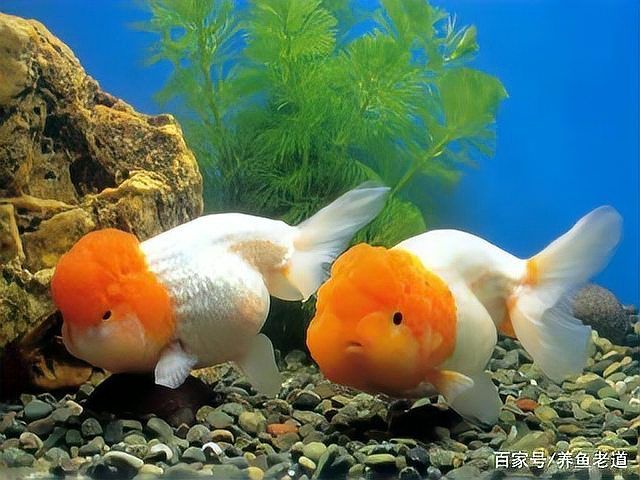 龍魚胸鰭抖動可能是哪些疾病？，關于龍魚胸鰭抖動問題