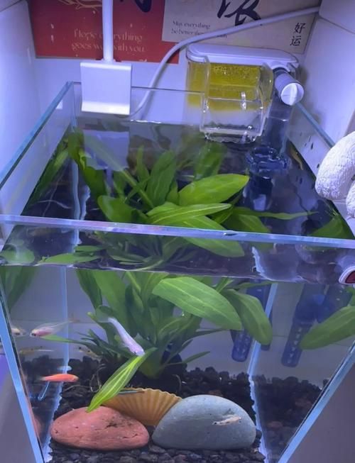 iwish魚缸有哪些型號？，iwish品牌魚缸型號及牌子