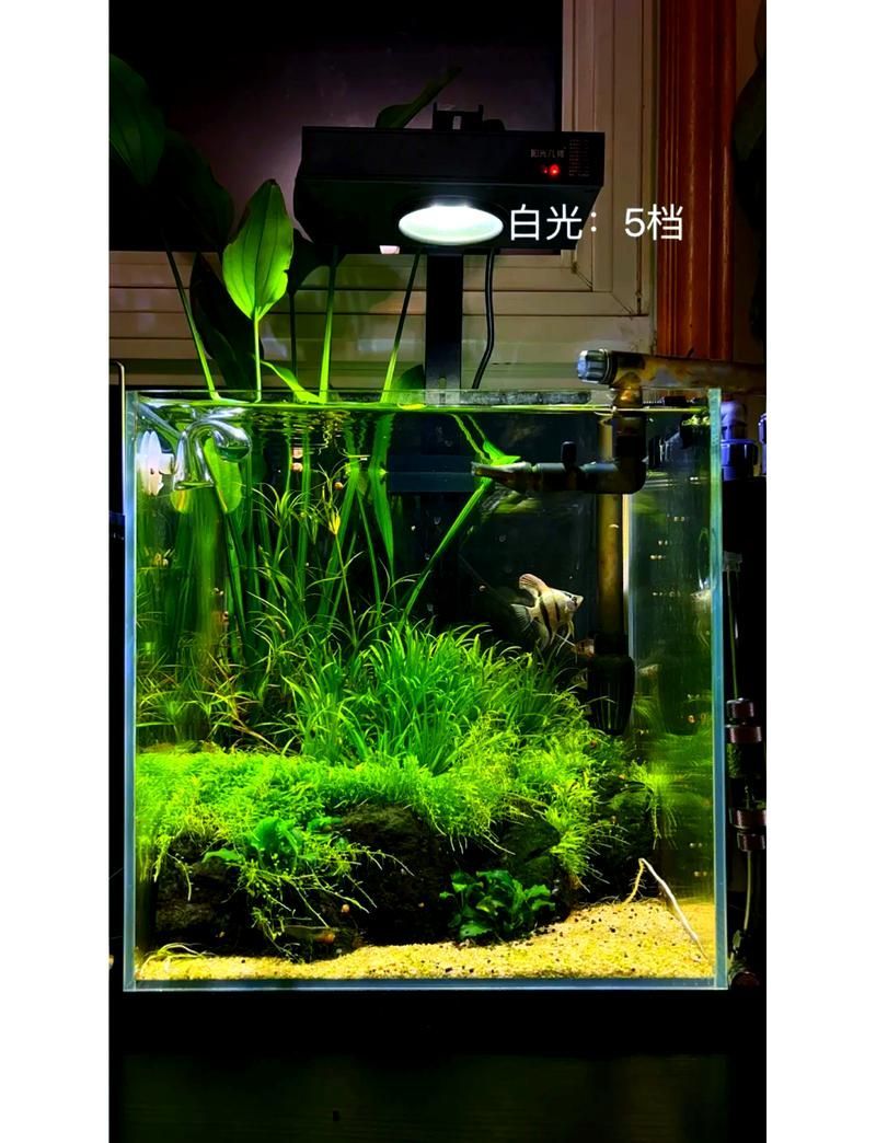 iwish魚缸有哪些型號？，iwish品牌魚缸型號及牌子