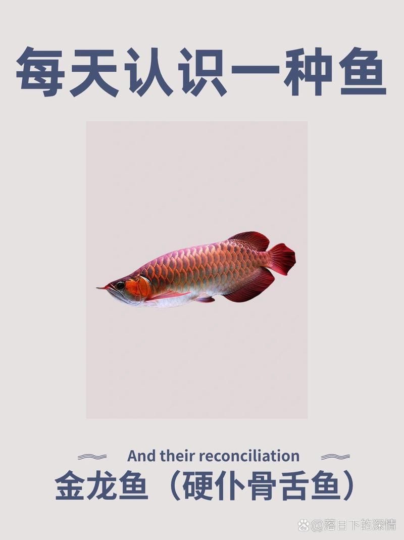東至龍魚有哪些獨特的品種？，“東至龍魚”并非標準生物學名稱東至龍魚并非標準生物學