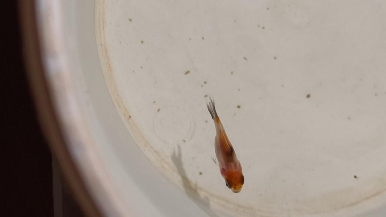 小金魚出生后如何喂養，小金魚出生后多久喂食合適小金魚出生后多久喂食合適