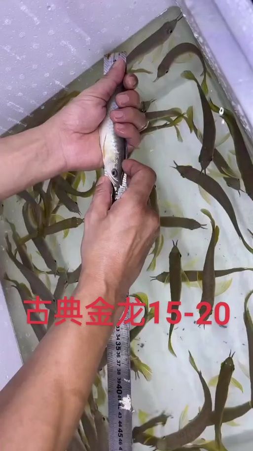 汪美月在哪里可以買到龍魚苗？，汪美月可以線上購(gòu)買龍魚苗嗎龍魚苗購(gòu)買渠道對(duì)比表