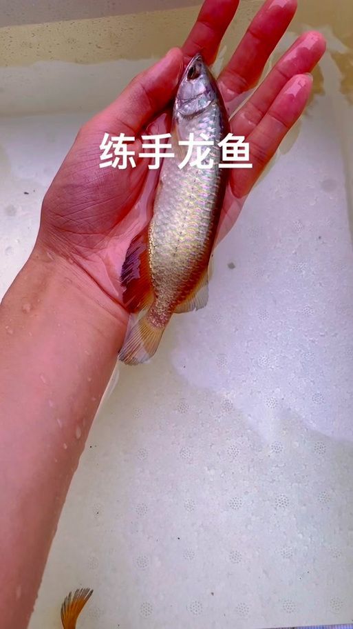 汪美月在哪里可以買到龍魚苗？，汪美月可以線上購(gòu)買龍魚苗嗎龍魚苗購(gòu)買渠道對(duì)比表
