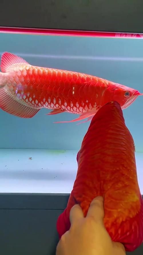 如何判斷紅龍魚是否眼睛內(nèi)陷？，如何判斷紅龍魚眼睛內(nèi)陷