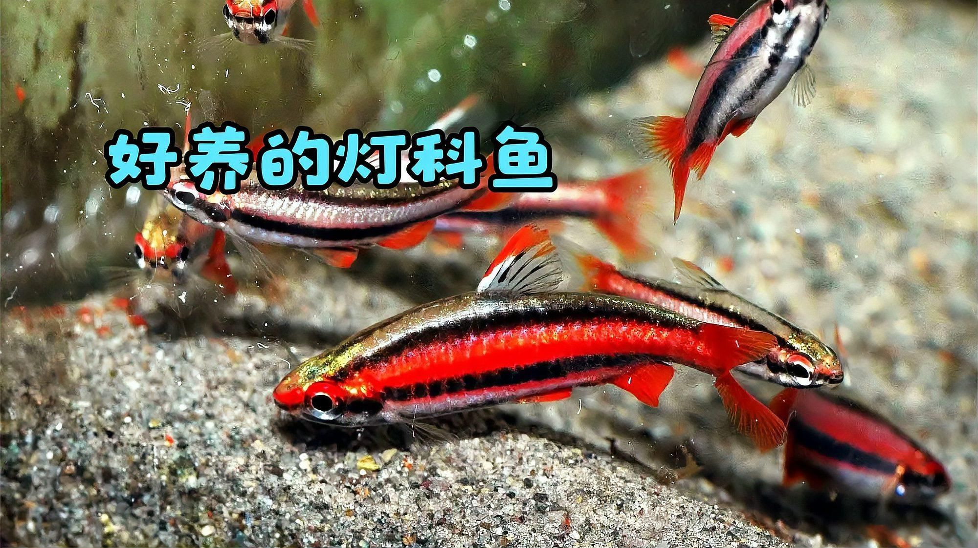 能否推薦一些色彩鮮艷的熱帶魚，七彩神仙魚（red-tailedfiremouth） 能否推薦一些色彩鮮艷的熱帶魚，七彩神仙魚（red-tailedfiremouth） 龍魚百科 第3張
