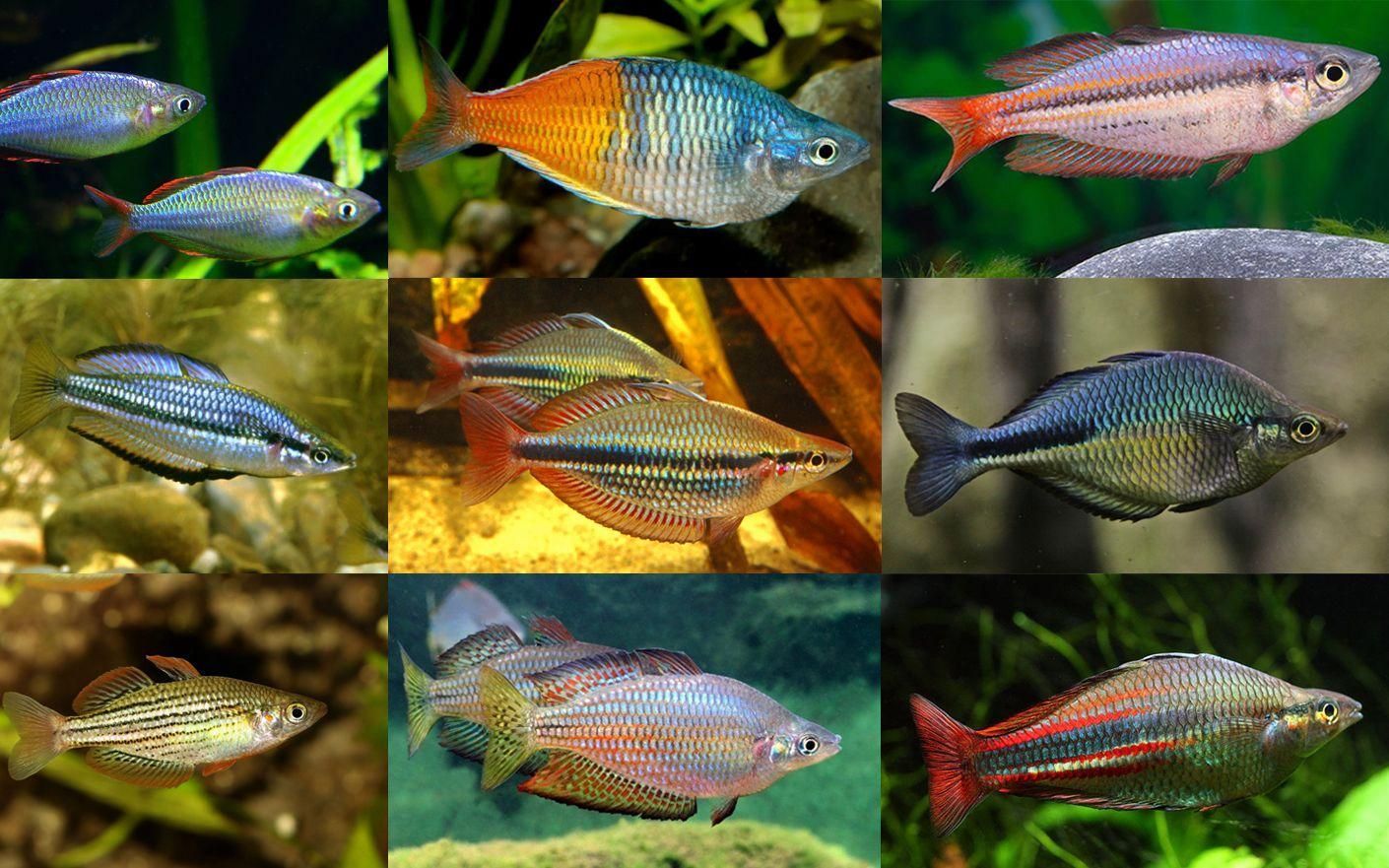 能否推薦一些色彩鮮艷的熱帶魚，七彩神仙魚（red-tailedfiremouth） 能否推薦一些色彩鮮艷的熱帶魚，七彩神仙魚（red-tailedfiremouth） 龍魚百科 第6張