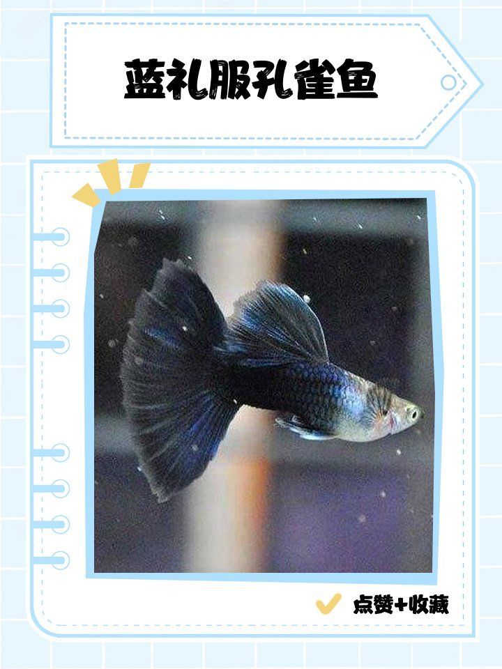 能否推薦一些色彩鮮艷的熱帶魚，七彩神仙魚（red-tailedfiremouth） 能否推薦一些色彩鮮艷的熱帶魚，七彩神仙魚（red-tailedfiremouth） 龍魚百科 第1張