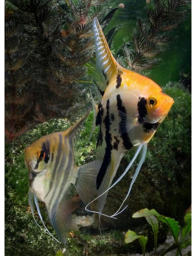 能否推薦一些色彩鮮艷的熱帶魚，七彩神仙魚（red-tailedfiremouth） 能否推薦一些色彩鮮艷的熱帶魚，七彩神仙魚（red-tailedfiremouth） 龍魚百科 第5張
