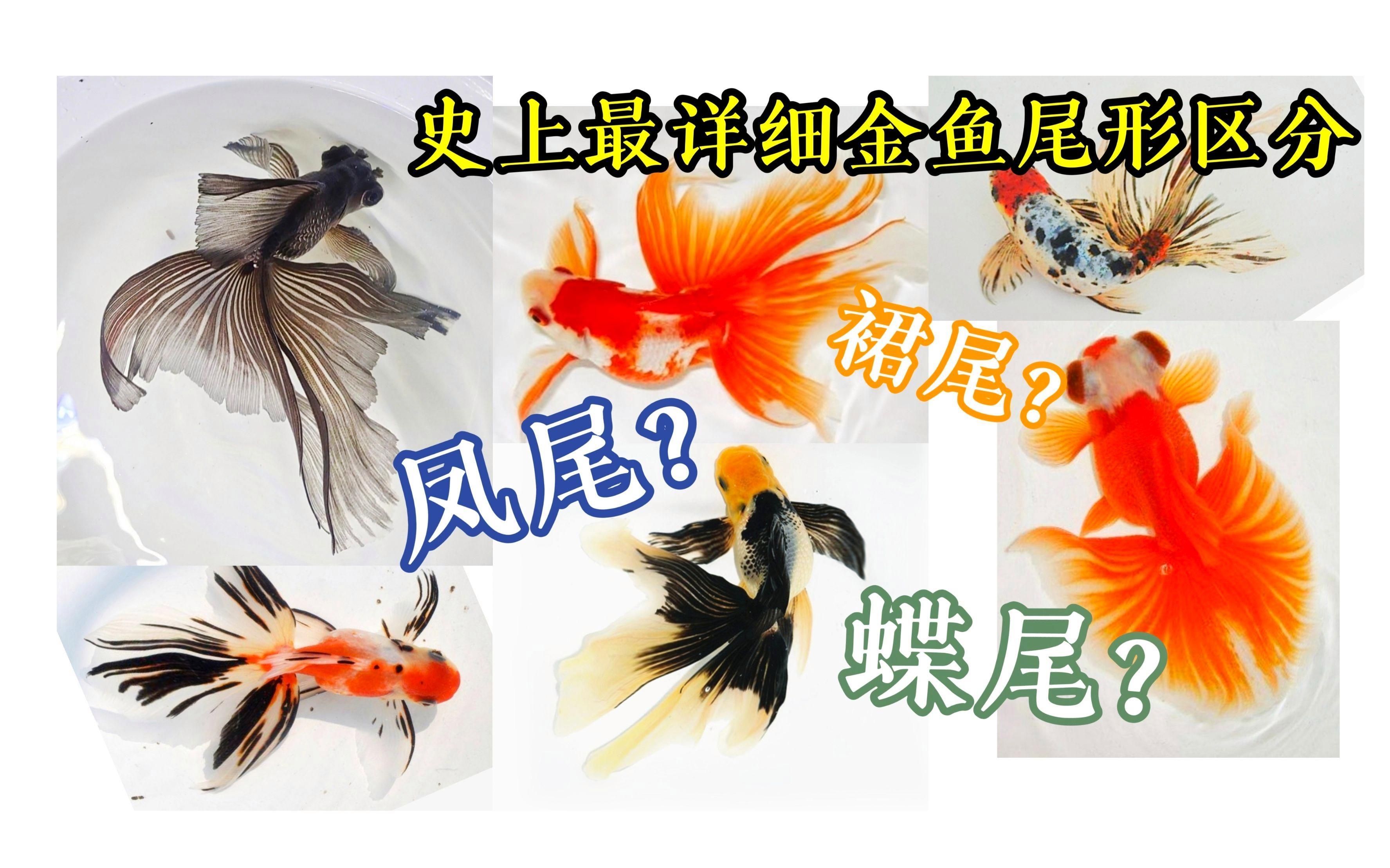 如何區分龍睛和蝶尾金魚，史上最詳細金魚尾形區分龍睛和蝶尾金魚尾形區別