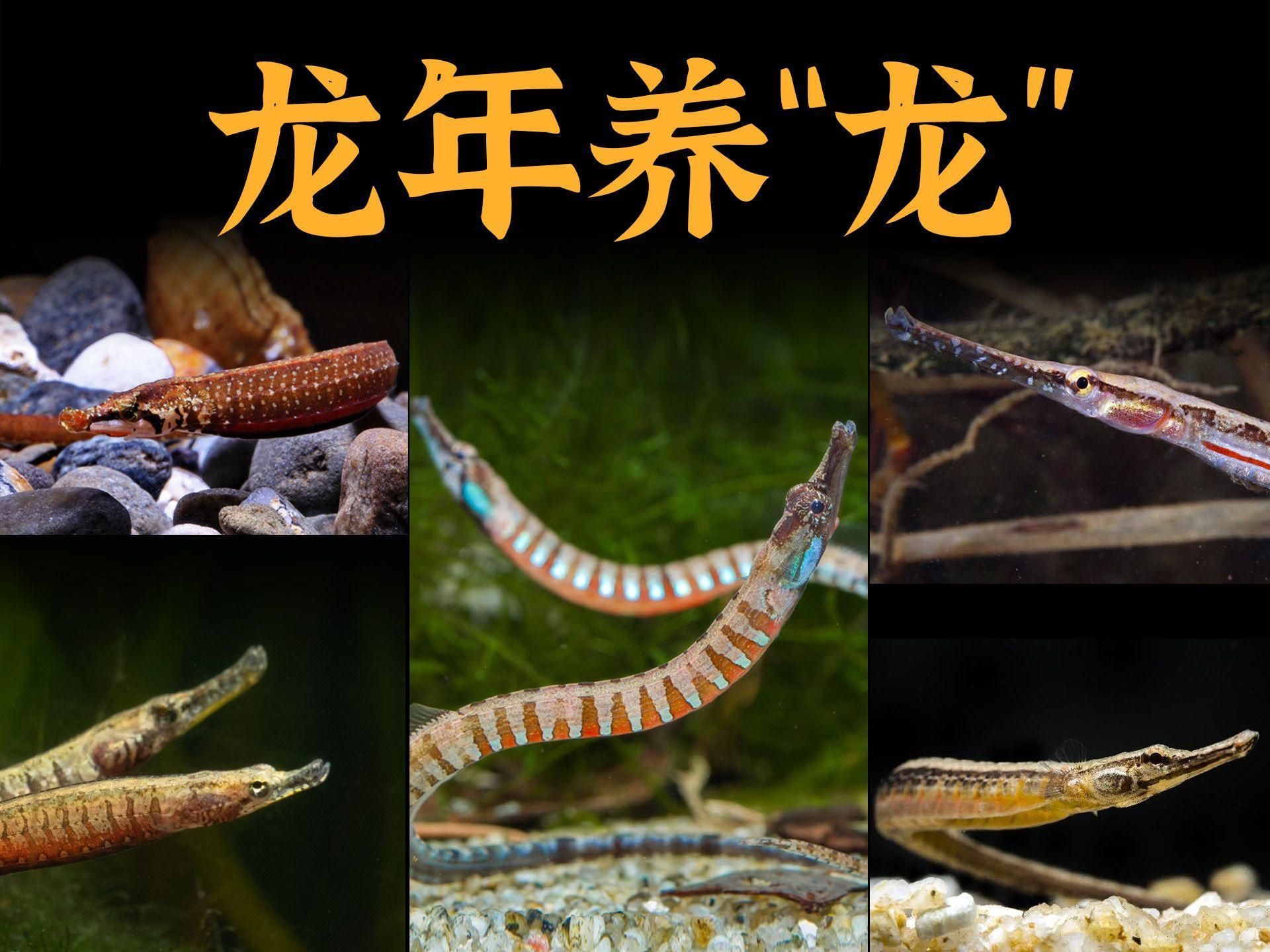 屬龍的人適合養什么種類的魚，屬龍的人適合養什么顏色的魚