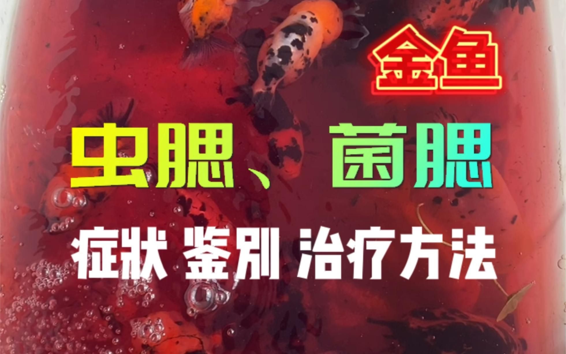 鰓病有哪些癥狀，miko饞嘴記金魚致命殺手—腮病嗶哩嗶哩