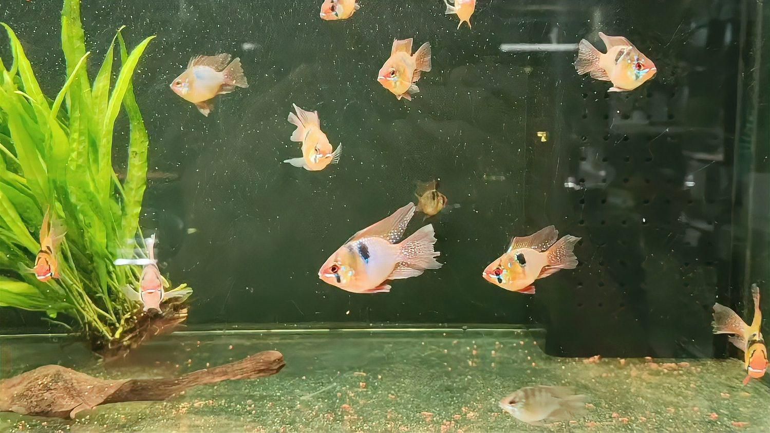 養鳳凰魚需要多大的魚缸？，鳳凰魚需要多大的魚缸，鳳凰魚需要多大的魚缸尺寸