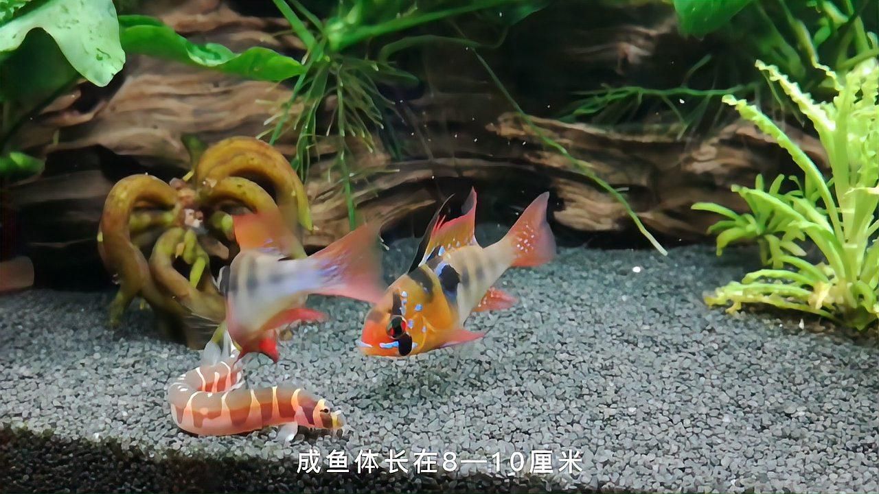 養鳳凰魚需要多大的魚缸？，鳳凰魚需要多大的魚缸，鳳凰魚需要多大的魚缸尺寸