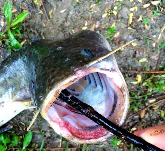 龍魚趴缸最忌三種魚，龍魚趴缸最忌三種魚類 龍魚趴缸最忌三種魚，龍魚趴缸最忌三種魚類 龍魚百科 第11張