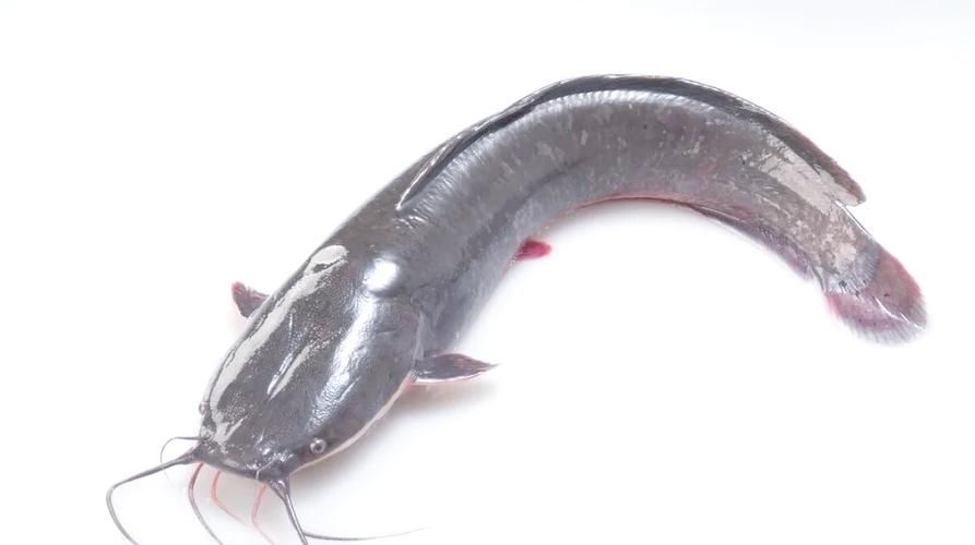 龍魚趴缸最忌三種魚，龍魚趴缸最忌三種魚類 龍魚趴缸最忌三種魚，龍魚趴缸最忌三種魚類 龍魚百科 第9張