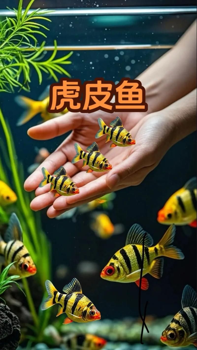 龍魚趴缸最忌三種魚，龍魚趴缸最忌三種魚類 龍魚趴缸最忌三種魚，龍魚趴缸最忌三種魚類 龍魚百科 第15張
