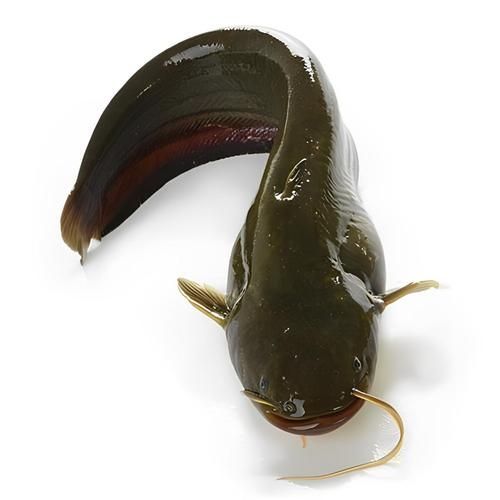 龍魚趴缸最忌三種魚，龍魚趴缸最忌三種魚類 龍魚趴缸最忌三種魚，龍魚趴缸最忌三種魚類 龍魚百科 第7張