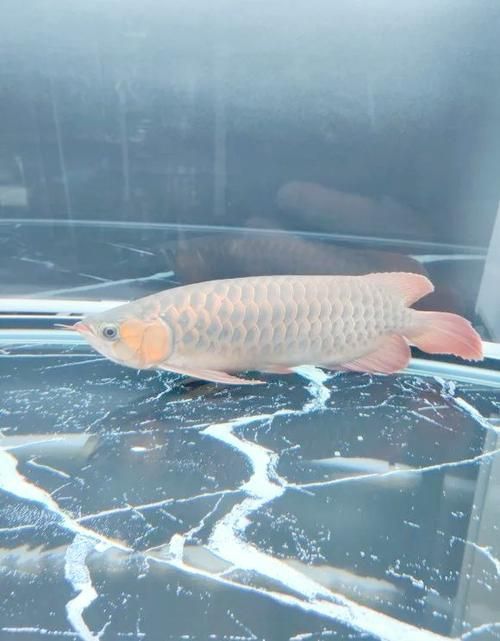 龍魚趴缸最忌三種魚，龍魚趴缸最忌三種魚類 龍魚趴缸最忌三種魚，龍魚趴缸最忌三種魚類 龍魚百科 第4張