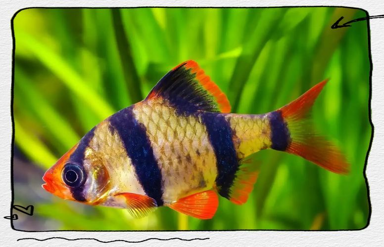 龍魚趴缸最忌三種魚，龍魚趴缸最忌三種魚類 龍魚趴缸最忌三種魚，龍魚趴缸最忌三種魚類 龍魚百科 第12張