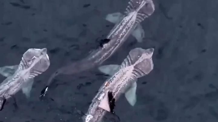 有沒有視頻證明海洋不明生物的存在，探討海洋生物的神秘現象