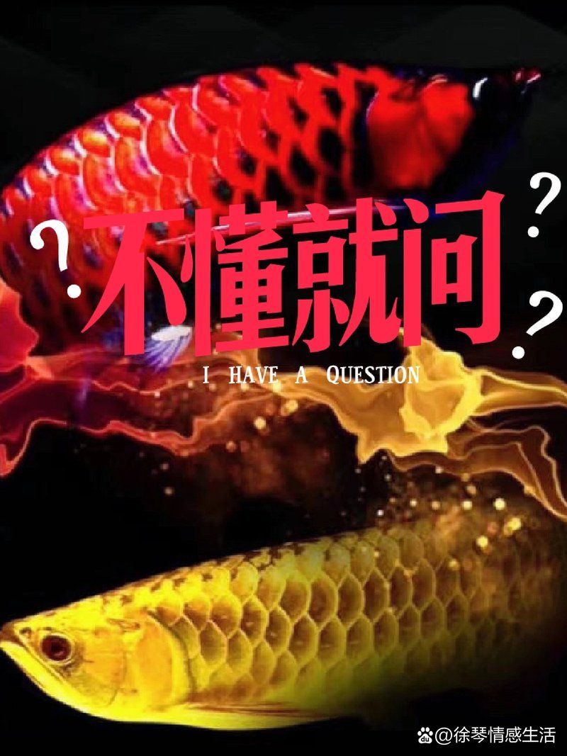 古典龍魚的最佳飼養(yǎng)溫度是多少，古典龍魚的最佳飼養(yǎng)溫度 古典龍魚的最佳飼養(yǎng)溫度是多少，古典龍魚的最佳飼養(yǎng)溫度 龍魚百科 第2張