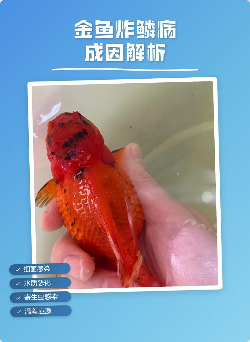 金魚炸鱗自愈后還會復發嗎，金魚炸鱗自愈后多久會復發金魚炸鱗自愈后多久恢復 金魚炸鱗自愈后還會復發嗎，金魚炸鱗自愈后多久會復發金魚炸鱗自愈后多久恢復 龍魚百科 第2張