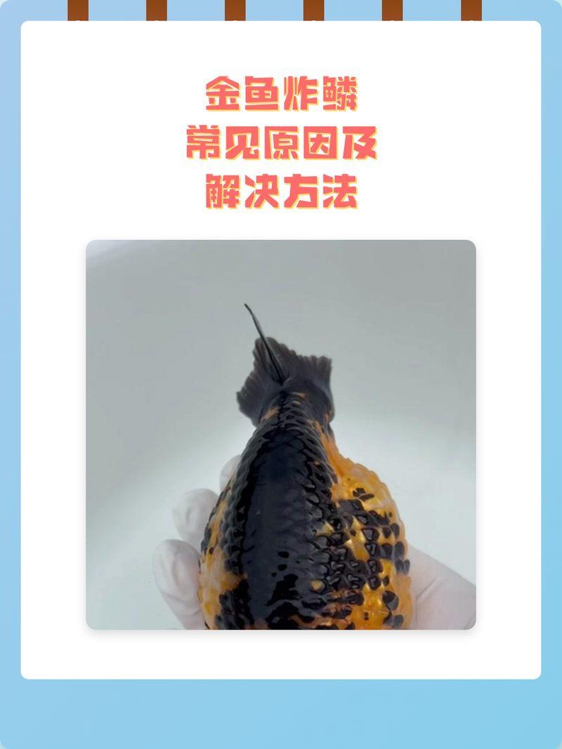 金魚炸鱗自愈后還會復發嗎，金魚炸鱗自愈后多久會復發金魚炸鱗自愈后多久恢復 金魚炸鱗自愈后還會復發嗎，金魚炸鱗自愈后多久會復發金魚炸鱗自愈后多久恢復 龍魚百科 第1張