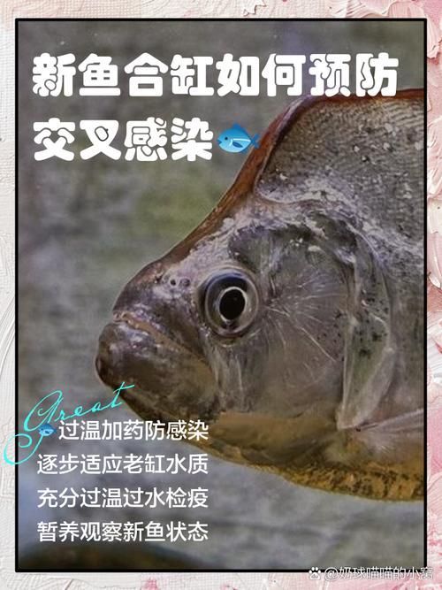 合缸交叉感染如何治療，合缸交叉感染