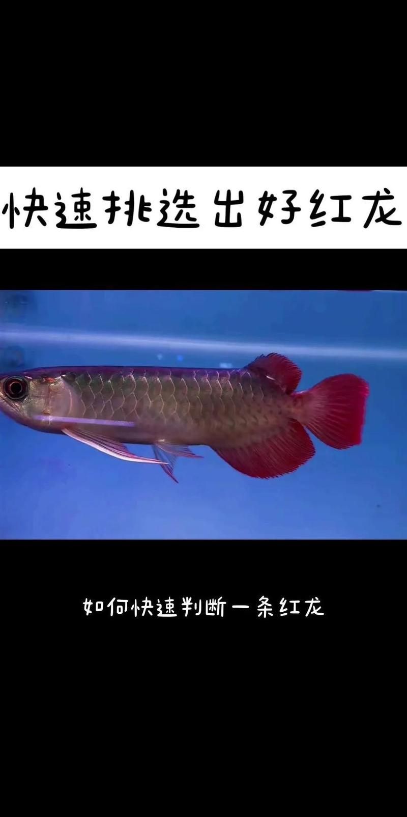 如何判斷深海紅龍魚的品質，如何判斷一條深海紅龍魚的品質 如何判斷深海紅龍魚的品質，如何判斷一條深海紅龍魚的品質 龍魚百科 第14張