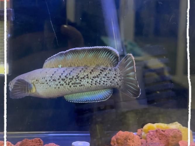 鬼王雷龍的市場價格是多少，鬼王雷龍幼魚價格集中在20~30元區(qū)間