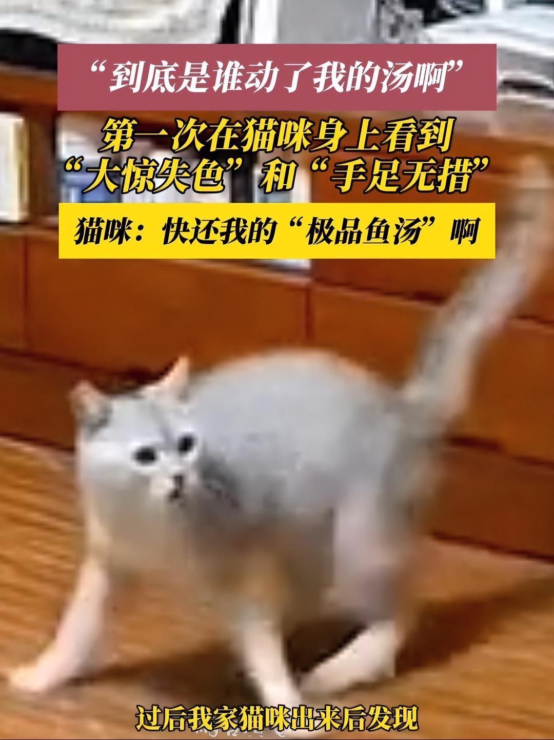貓對魚缸有反應怎么辦，如何判斷貓咪對魚缸產生反應